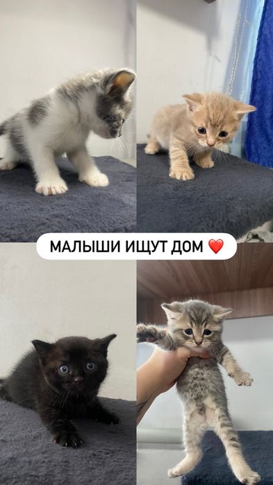 Котята в добрые руки