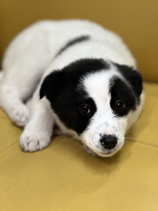 Ищем дом щенку, 3,5 месяца