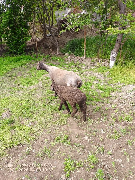 Quy blan mernoz quchqor sotladi