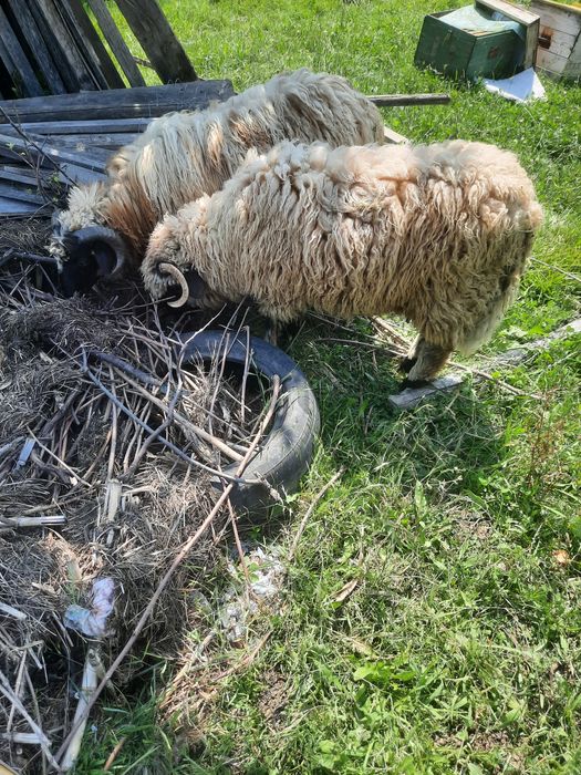 Vand doi miei ,berbeci