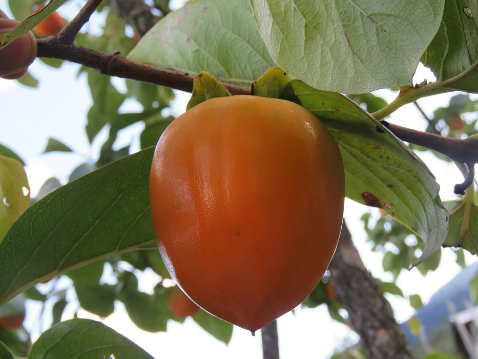 Kaki (Soiuri Diferite )