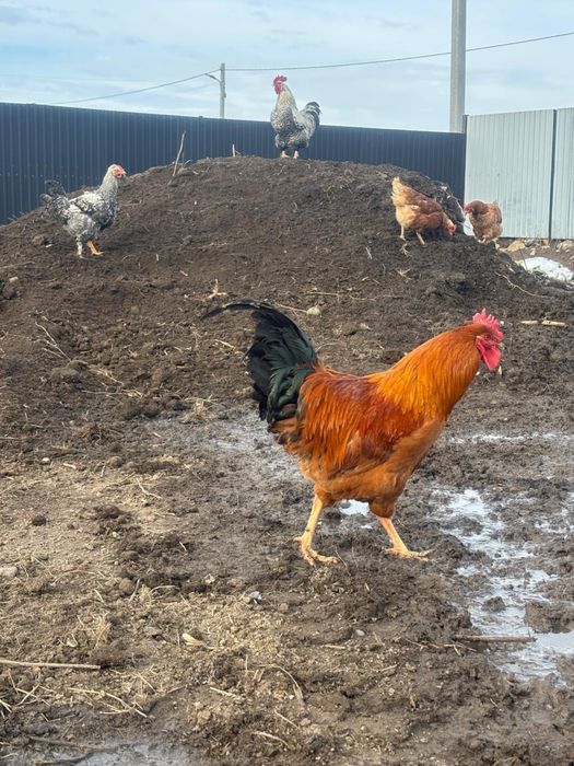 Әтеш сатамын Кученко