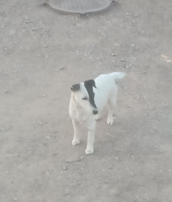 Яг терьер. Сука не щенилась.