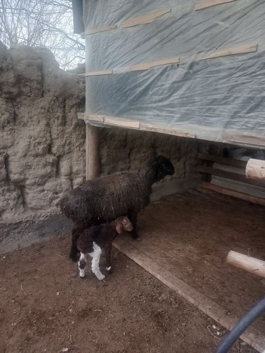 Кой , козысымен сатылады