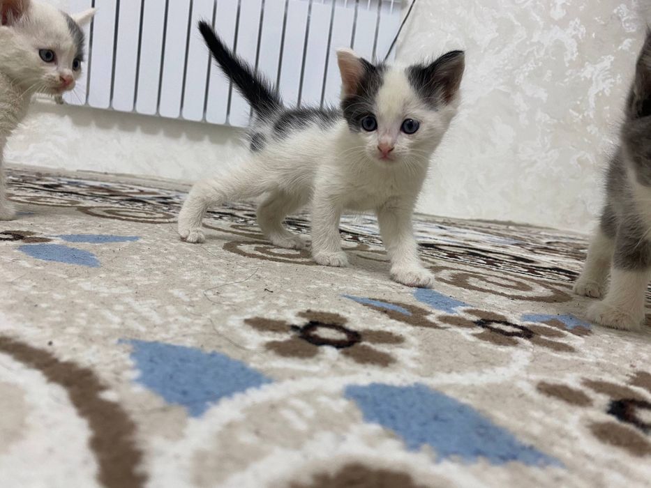 Mushuk bolalari sotiladi