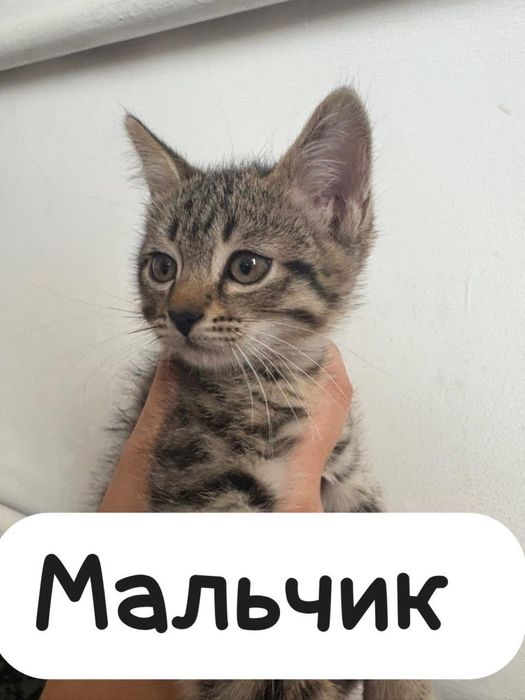 Отдам котят 2девочка 1мальчик