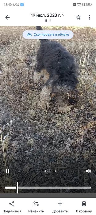 Охотничьи собаки