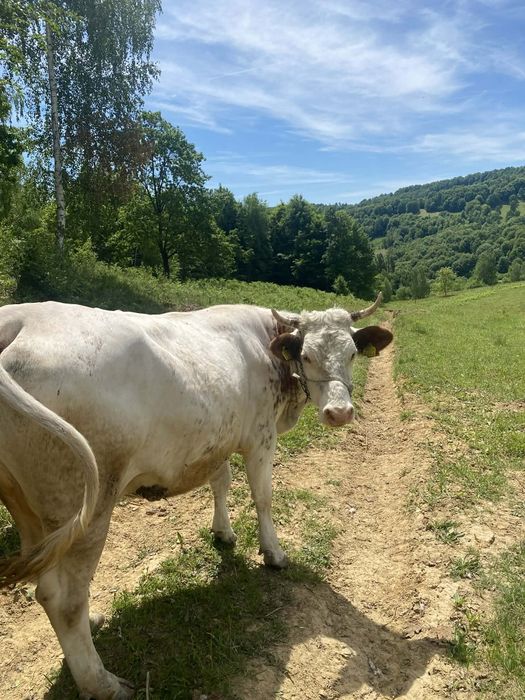 De vânzare două vaci de lapte cu vieți albastru belgian
