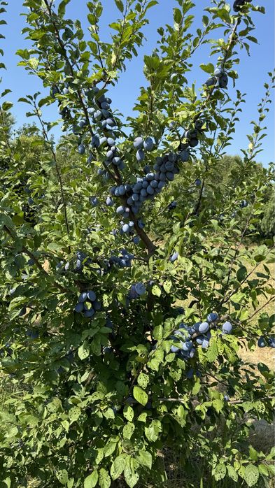 Продава се Земеделски имот в с. Крислово, Област Пловдив -  кв.м за 2267 €/дка - Снимка #5