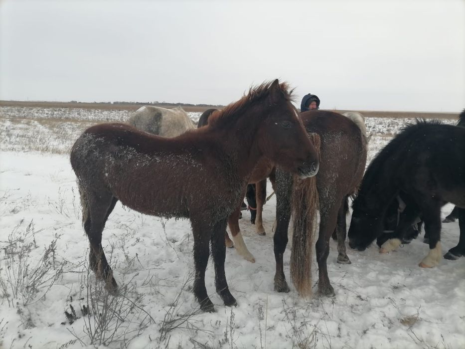 Продам Жеребчкик  7 месяцев