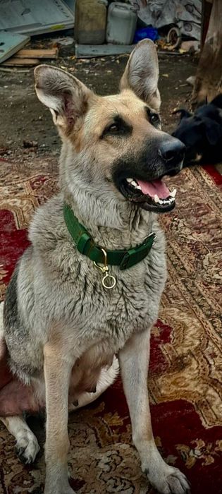 Восточная овчарка