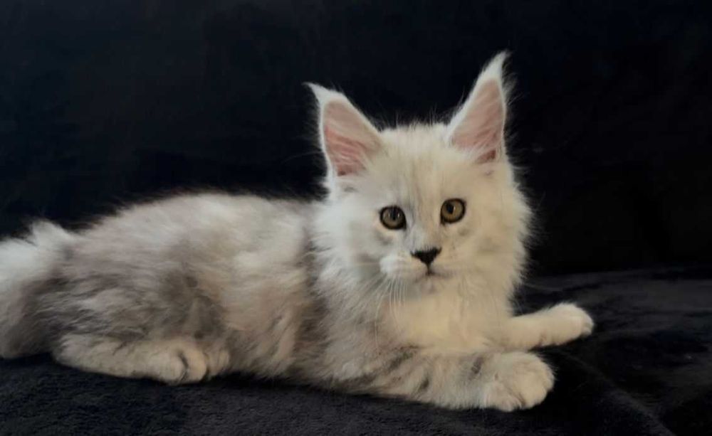 Котенца от породата Мейн Куун