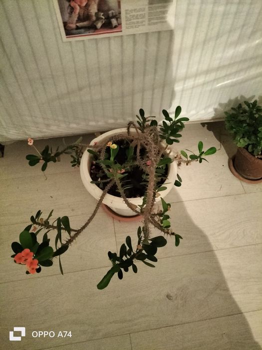 Цветы  - для  души!!!