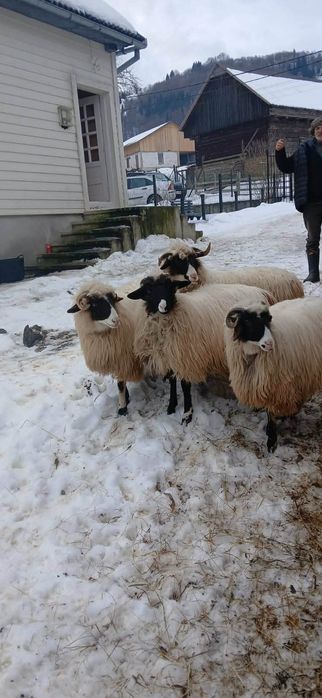 Carlane cu nas alb de vanzare