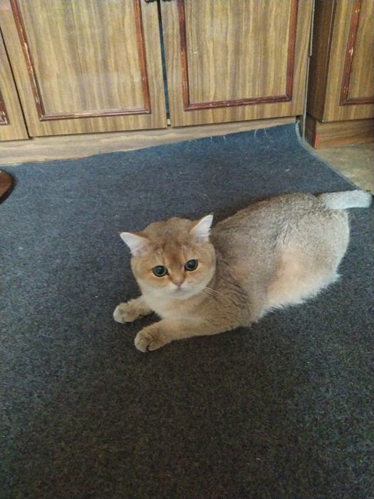 Золотая шиншилла