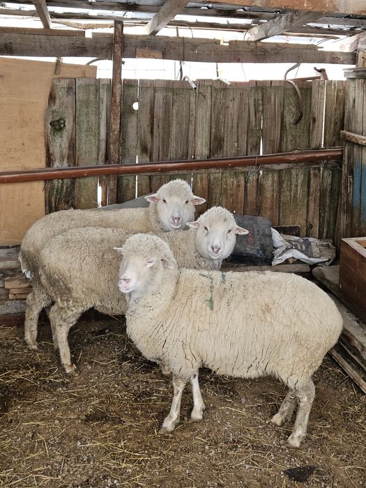 Қой бараны овцы сатам 3 бас  бар