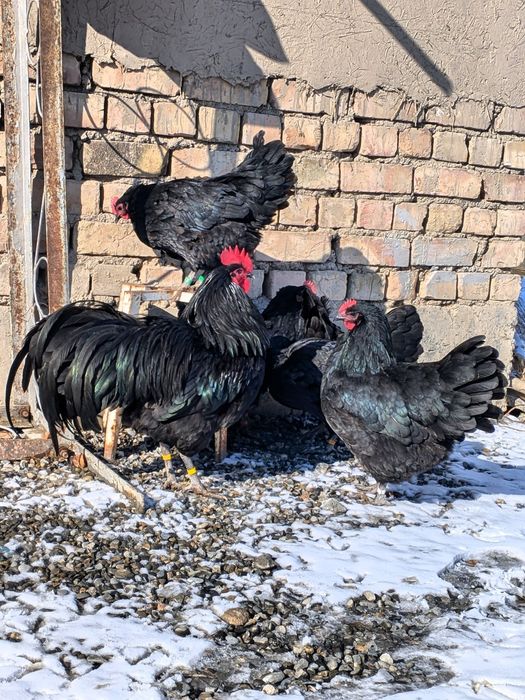 Avstralorp Ruminiya Tuxumlari sotiladi Avstralop Австралорп Австралоп