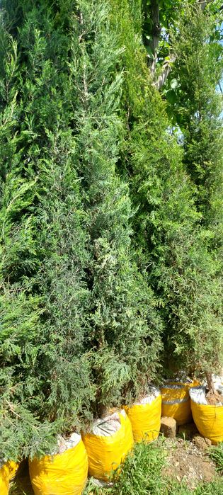 Можжевельник стрижка сотилади