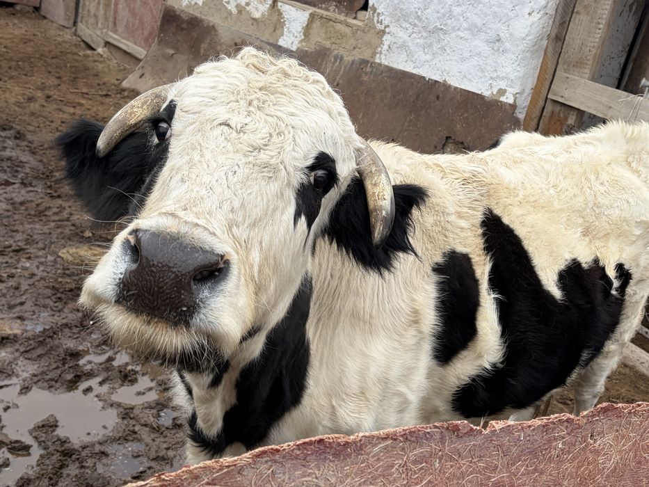 Семіз қысыр сиыр