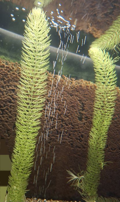 Растение за аквариум