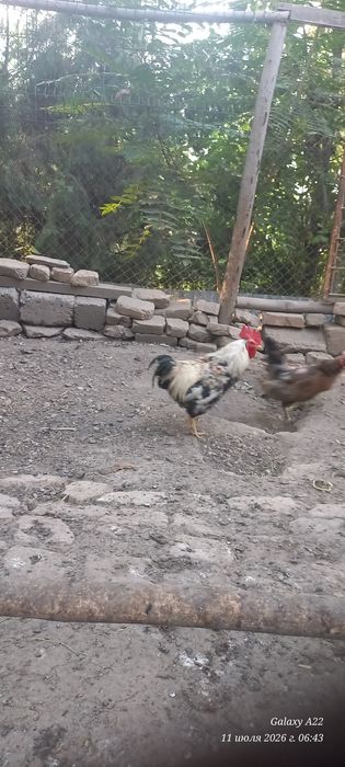 Хонаки хуроз сотилади.