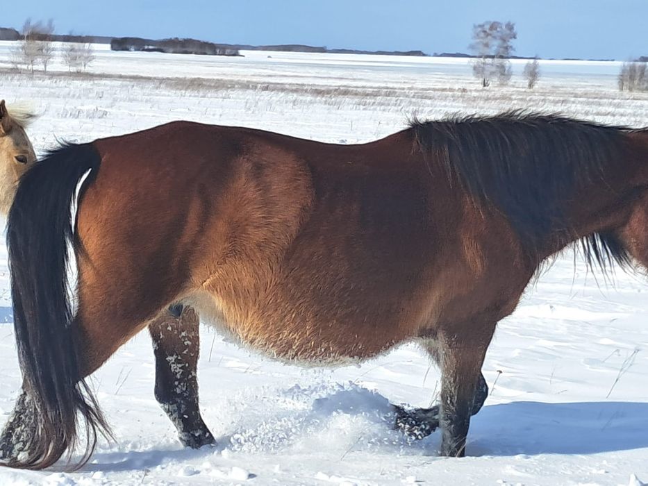 Бие      сатамын