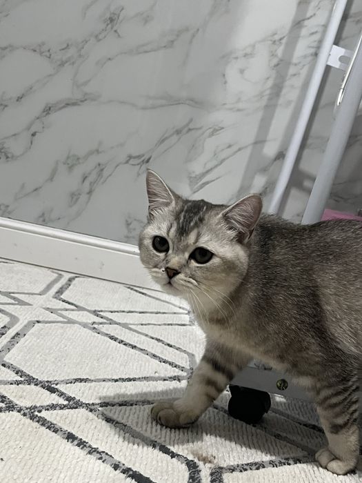 Кошка британская