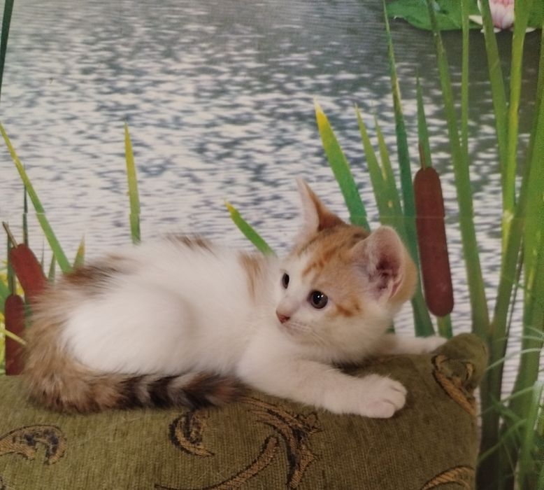 Отдам в добрые руки котят