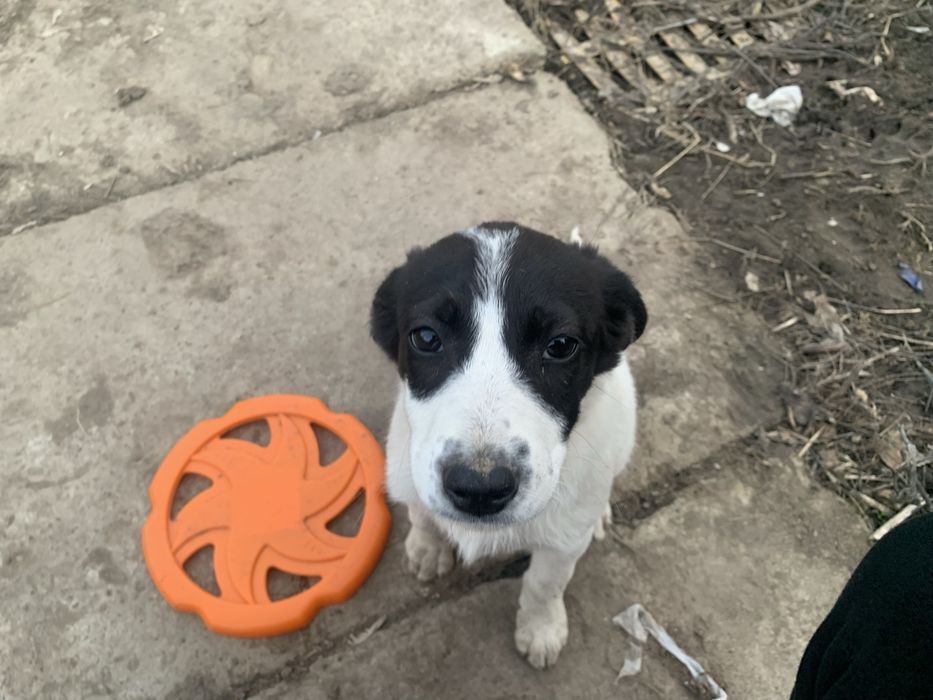 Русский охотничий спаниель щенок девочка:)