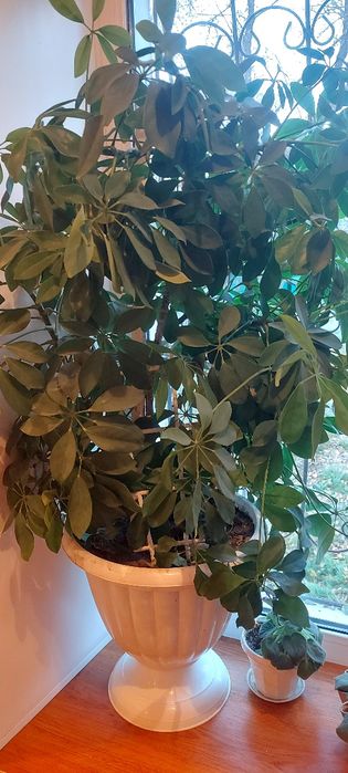 Шеффлера в вазоне