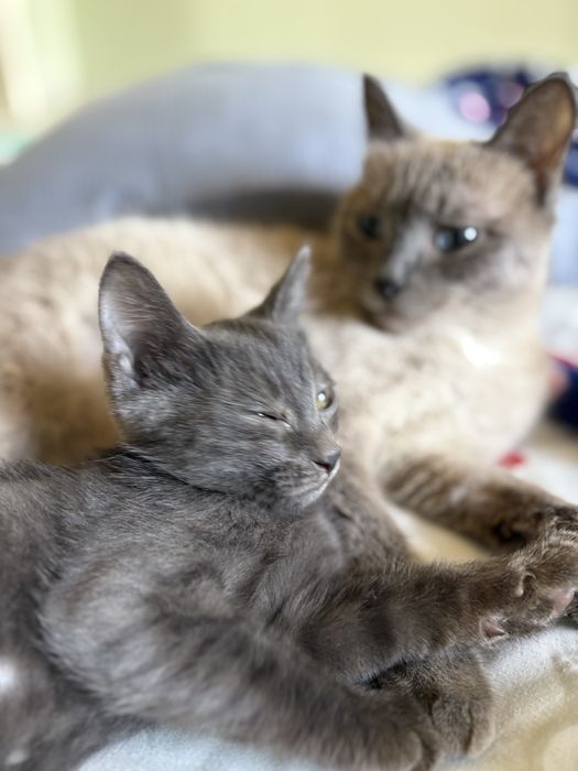 Отдам котят бесплатно