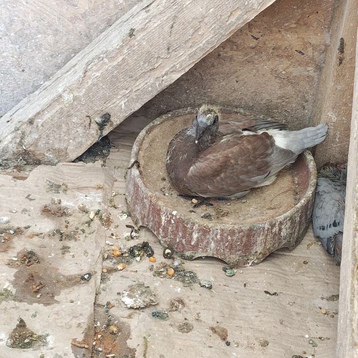 Vand porumbei pui și bătrâni