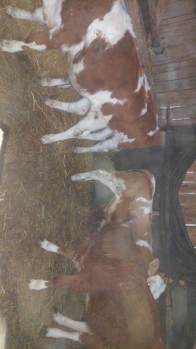 Viței de vânzare înțărcați 3 masculi și o femelă balțați