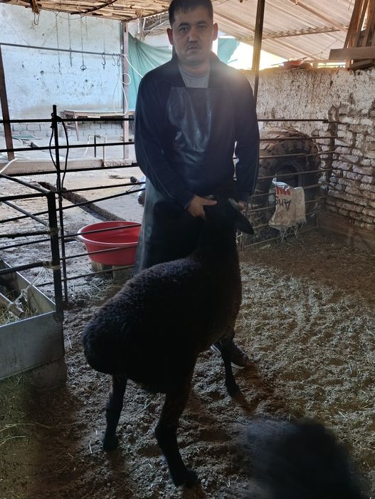 Qoy Qõchqorla sotladi  gõshtini kilos 140.000 mingdan xizmatlari ichda