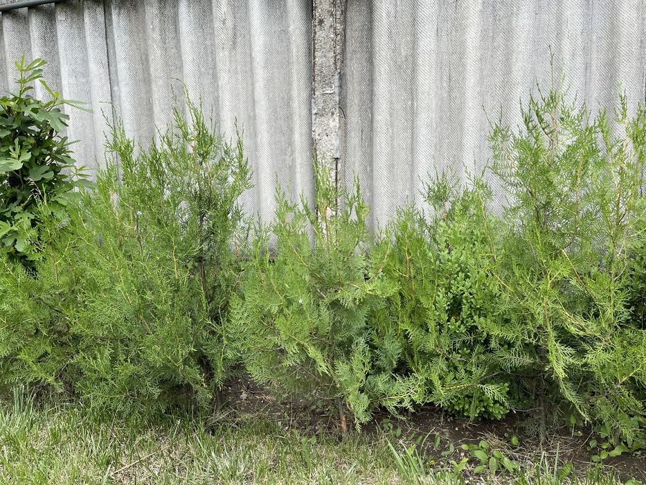 Braduti de gradina 35 lei bucata