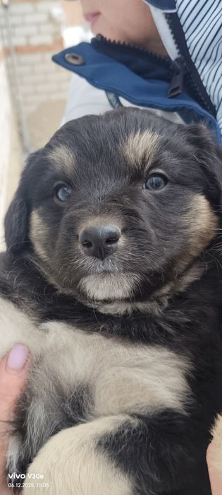 Пристраиваются щенки в добрые руки!