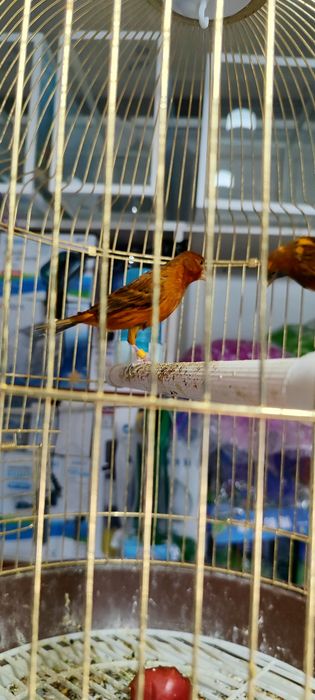 Канарейка сатылады