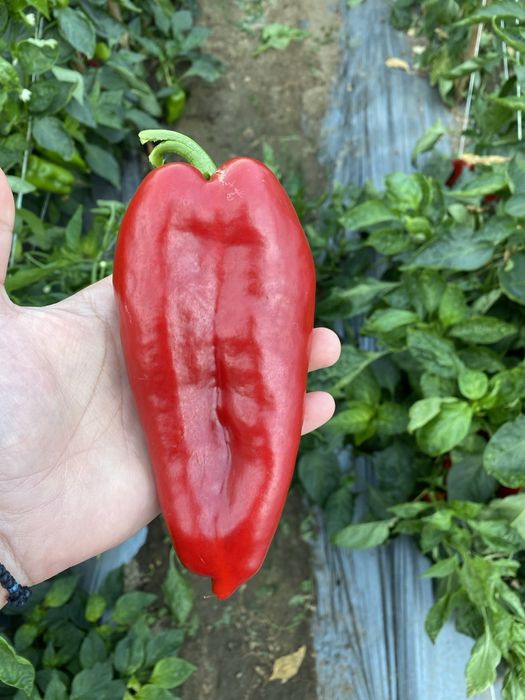 Разсад ПИПЕР ПАТЛАДЖАН професионални сортове