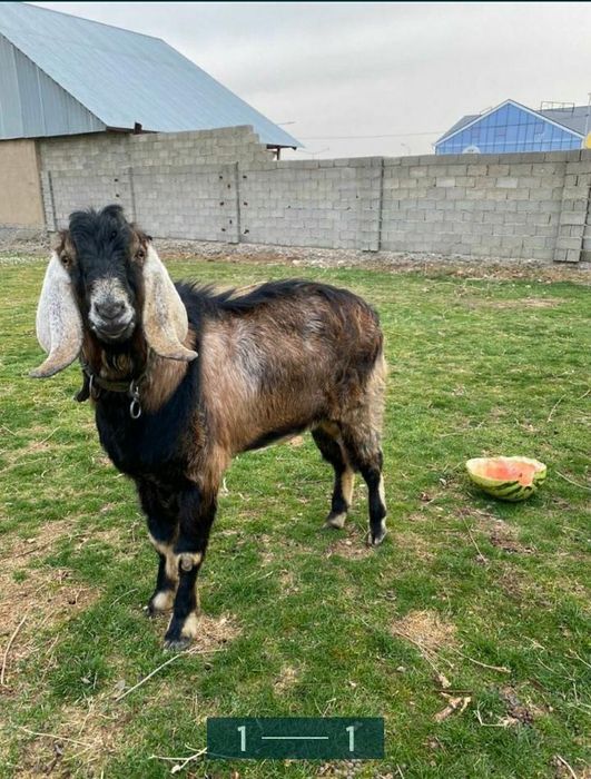 Нубийский козел породистый