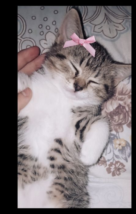 Котёнок 1 месец девочка ищет дом