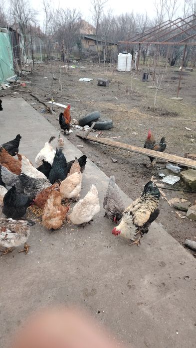 Puisori, intre o zi si o luna!