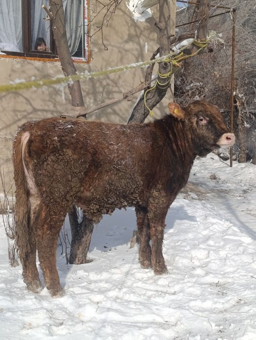 Бычок,бұқа сатылады