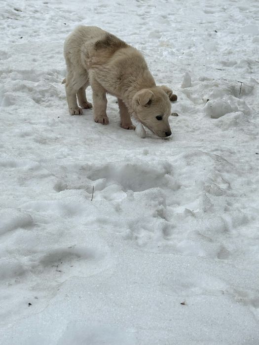 Щенки ищут прекрасных хозяев