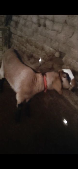 Ешкі нуби шібіш сатылады