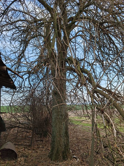 Черница в перфектно състояние
