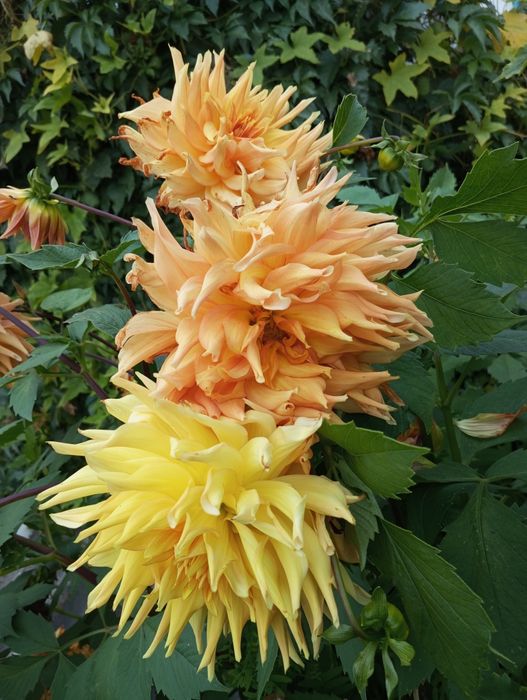 Продам георгины крупные