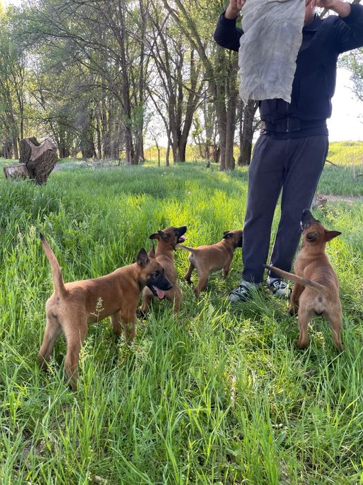 бельгийский овчарка Малинуа