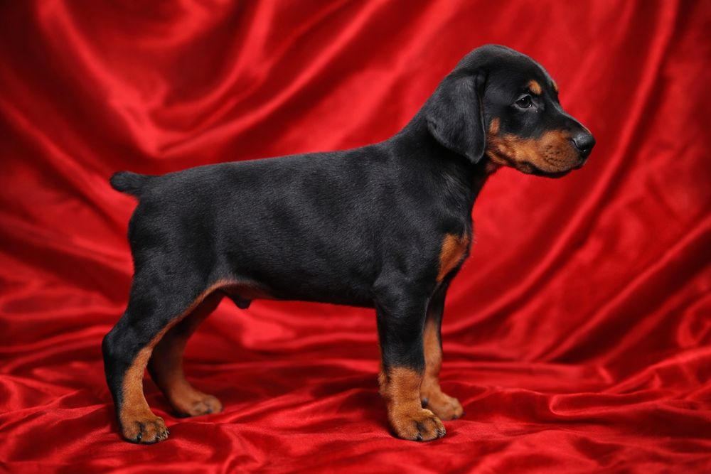 Открыта бронь на щенков добермана