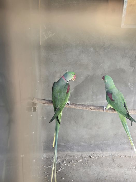 Готовая пара Александрского попугая