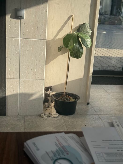Отдам котят срочно